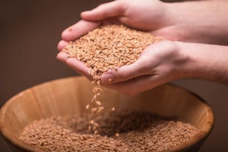24 lbs Whole Grain Organic Einkorn Berries - Image 3