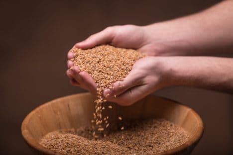 24 lbs Whole Grain Organic Spelt Berries - Image 2