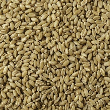 Organic Hard White Wheat Berries In Super Pails - Image 2